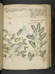 Añadir MS 41623 f.116r "A herbal", Belluno (tinta y color sobre vitela)