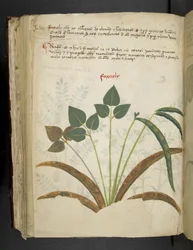 Añadir MS 41623 f.116v "A herbal", Belluno (tinta y color sobre vitela)