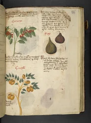 Añadir MS 41623 f.121r Árboles frutales e higos, de "Una hierba", Belluno (tinta y color sobre vitela)