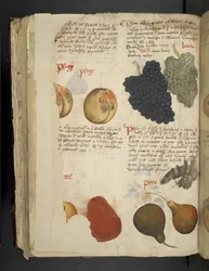 Añadir MS 41623 f.121v Frutas, de "A herbal", Belluno (tinta y color sobre vitela)