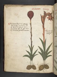 Añadir MS 41623 f.13v A herbal, Belluno (tinta y color sobre vitela)