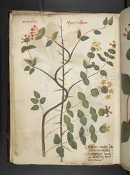 Añadir MS 41623 f.15v A herbal, Belluno (tinta y color sobre vitela)