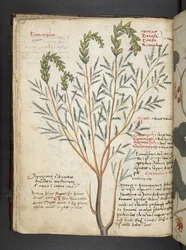 Añadir MS 41623 f.18v A herbal, Belluno (tinta y color sobre vitela)