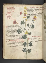 Añadir MS 41623 f.19v A herbal, Belluno (tinta y color sobre vitela)