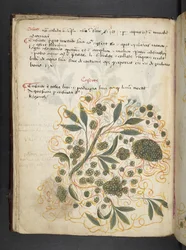 Añadir MS 41623 f.20v A herbal, Belluno (tinta y color sobre vitela)