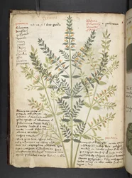 Añadir MS 41623 f.21v A herbal, Belluno (tinta y color sobre vitela)
