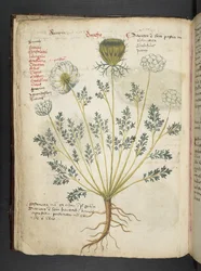 Añadir MS 41623 f.22v A herbal, Belluno (tinta y color sobre vitela)