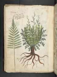Añadir MS 41623 f.25v A herbal, Belluno (tinta y color sobre vitela)