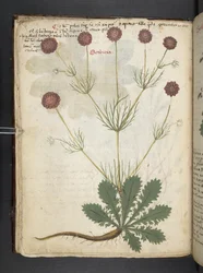 Añadir MS 41623 f.26v A herbal, Belluno (tinta y color sobre vitela)