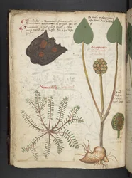 Añadir MS 41623 f.28v "A herbal", Belluno (tinta y color sobre vitela)