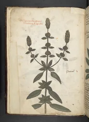 Añadir MS 41623 f.2v A de hierbas, Belluno (tinta y color sobre vitela)