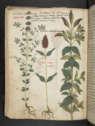 Añadir MS 41623 f.30v "A herbal", Belluno (tinta y color sobre vitela)