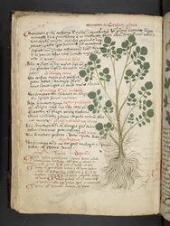 Añadir MS 41623 f.32v "A herbal", Belluno (tinta y color sobre vitela)