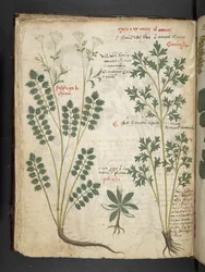 Añadir MS 41623 f.33v "A herbal", Belluno (tinta y color sobre vitela)