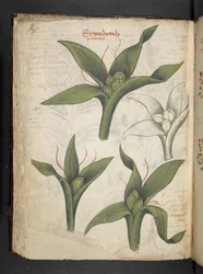 Añadir MS 41623 f.36v "A herbal", Belluno (tinta y color sobre vitela)