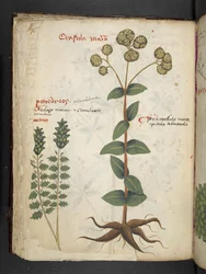 Añadir MS 41623 f.37v "A herbal", Belluno (tinta y color sobre vitela)