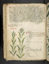 Añadir MS 41623 f.39v "A herbal", Belluno (tinta y color sobre vitela)