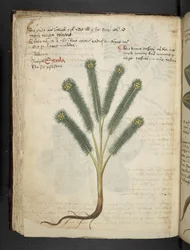 Añadir MS 41623 f.39v "A herbal", Belluno (tinta y color sobre vitela)