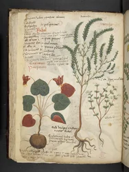 Añadir MS 41623 f.40v "A herbal", Belluno (tinta y color sobre vitela)