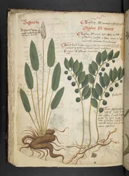 Añadir MS 41623 f.42v "A herbal", Belluno (tinta y color sobre vitela)