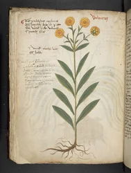 Añadir MS 41623 f.49v "A herbal", Belluno (tinta y color sobre vitela)