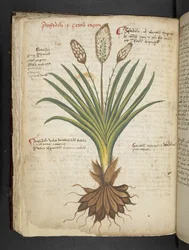 Añadir MS 41623 f.50v "A herbal", Belluno (tinta y color sobre vitela)