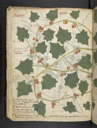 Añadir MS 41623 f.53v "A herbal", Belluno (tinta y color sobre vitela)
