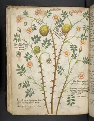 Añadir MS 41623 f.61v "A herbal", Belluno (tinta y color sobre vitela)