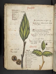 Añadir MS 41623 f.62v "A herbal", Belluno (tinta y color sobre vitela)