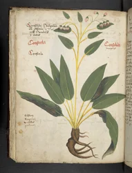 Añadir MS 41623 f.63v "A herbal", Belluno (tinta y color sobre vitela)