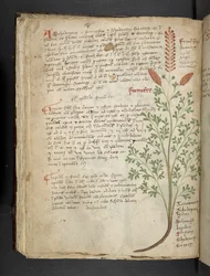 Añadir MS 41623 f.65v "A herbal", Belluno (tinta y color sobre vitela)