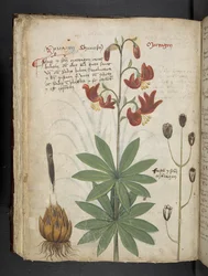 Añadir MS 41623 f.66v "A herbal", Belluno (tinta y color sobre vitela)