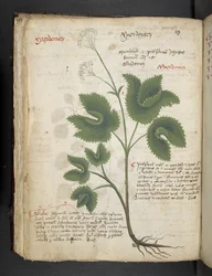Añadir MS 41623 f.67v "A herbal", Belluno (tinta y color sobre vitela)