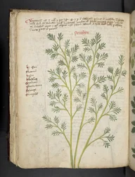 Añadir MS 41623 f.74v "A herbal", Belluno (tinta y color sobre vitela)