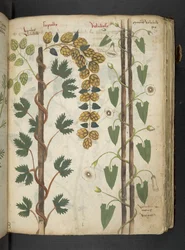 Añadir MS 41623 f.75r "Una hierba", Belluno (tinta y color sobre vitela)