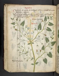 Añadir MS 41623 f.75v "Una hierba", Belluno (tinta y color sobre vitela)