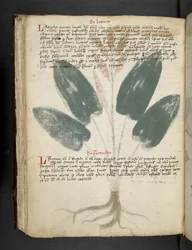 Añadir MS 41623 f.80v "A herbal", Belluno (tinta y color sobre vitela)