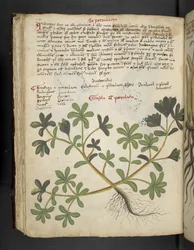 Añadir MS 41623 f.81v De Portulaca, de "A herbal", Belluno (tinta y color sobre vitela)