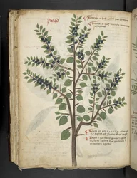 Añadir MS 41623 f.95v "A herbal", Belluno (tinta y color sobre vitela)