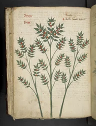 Añadir MS 41623 f.99v "A herbal", Belluno (tinta y color sobre vitela)