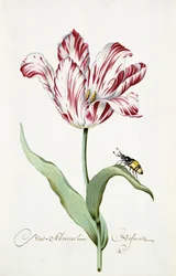 Almirante Tulipán