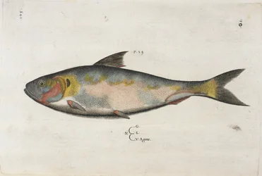 Agone, ilustración de 