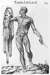 Estudio anatómico, lámina 64, ilustración de Anatomia del corpo humano por Juan de Valverde (c.1525-c.1587) Roma, 1560