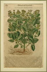 Albahaca, una lámina botánica del Discorsi por Pietro Andrea Mattioli (1501-77) publicada en Venecia, 1570