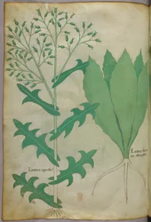 Ilustración botánica, c.1440 (tinta y color sobre vitela)