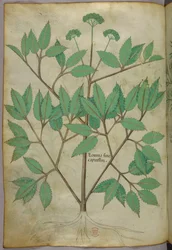 Ilustración botánica, c.1440 (tinta y color sobre vitela)