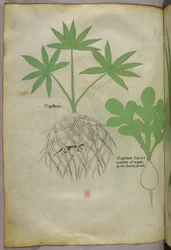 Ilustración botánica, c.1440 (tinta y color sobre vitela)