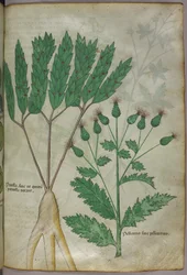 Ilustración botánica, c.1440 (tinta y color sobre vitela)