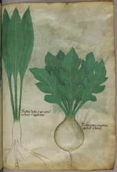 Ilustración botánica, c.1440 (tinta y color sobre vitela)