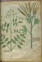 Ilustración botánica, c.1440 (tinta y color sobre vitela)
